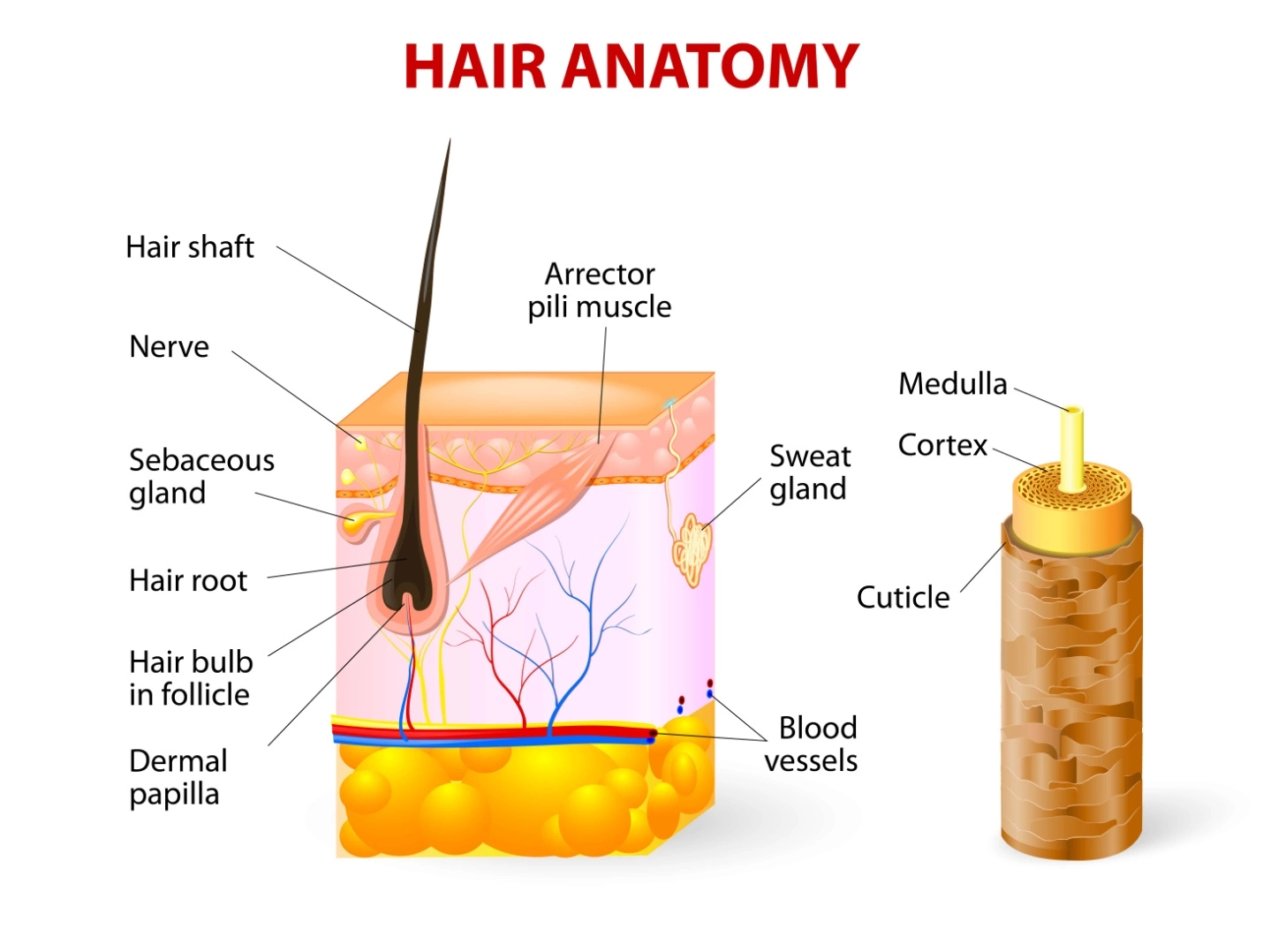 Trichologist Treatments In Chennai